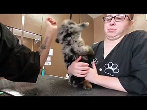 Puppy’s first groom! Sage the cavapoo