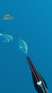 These are the most sought after fish in the Gulf of Mexico for good reason. One of the best eating fish in the world. | Daniel Mann - Dive Everywhere