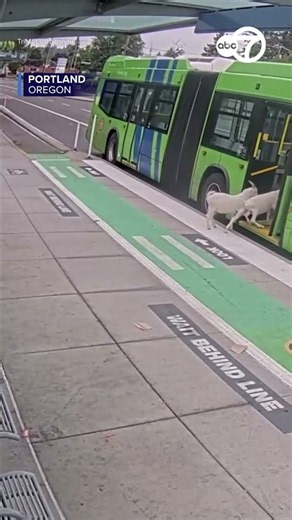 Goats take part in morning commute by hopping on bus