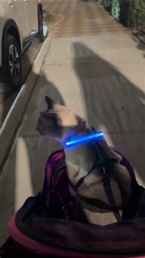 Night stroll! | Arno The Amazing Cat