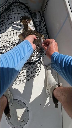 Inshore Summer Flounder Fishing!