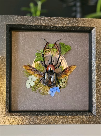 🖤✨️Giant Bamboo Weevil✨️🖤 #OdditiesAndCuriosities #EntomologyArt #TaxidermyArt #BeetleArt #GothicVibes