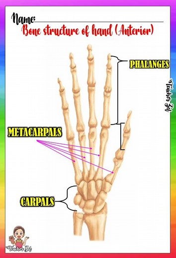 Bone Structure of Hand (Anterior) - Anatomy Science Lesson