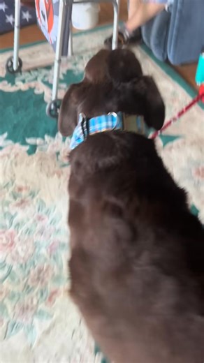 Dukey loves his nannan! | Dukey