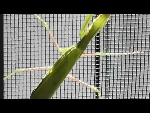 Amazing Praying Mantis Moments