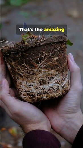 Root Modifications | Underground Roots | #Shorts #BioExplorer
