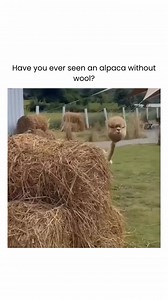 26K views · 98 reactions | Just in case you were curious..... now you're not! #alpacasofinstagram #alpaca #alpacas #alpacalove #thatfarmlife #sundaymeme #sundayfunny #sundayfunnies | Warehouse Furniture Clearance | Facebook