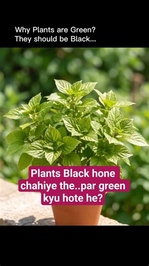 The Color Plants Actually NEED vs. What They Show #biology #shortsvideo