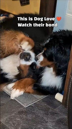 What Bernese Mountain Dog Love Looks Like ❤️#bernesemountaindog #doglove
