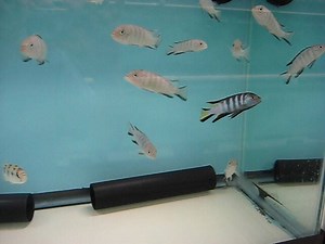 Pseudotropheus elongatus "Chewere"........:) | Reef To Rift Aquarium Store | Facebook