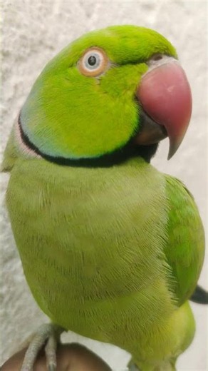 Parrot Talking #parrot #talkingparot