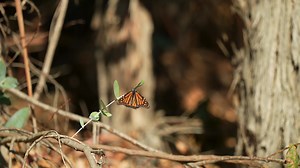 Each year thousands of vibrant orange and black Monarch Butterflies flock to Pismo State Beach, a location essential to their successful migration, seeking shelter from the freezing northern winters. From late October to February, the butterflies cluster in the limbs of towering, majestic Eucalyptus trees flanking a riparian estuary that flows to the Pacific Ocean. | Visit Pismo Beach | Facebook