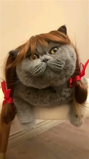 CRAZY CATS BEING RIDICULOUS | BEST COMEDY CAT FOOTAGE OF 2026 #cats #cat