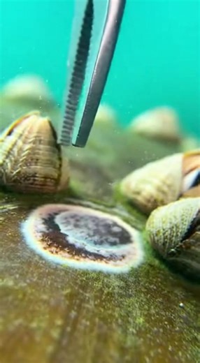 Effective Barnacle Removal for a Clean Turtle Shell