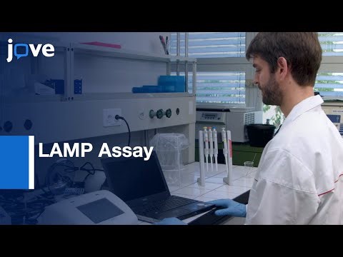LAMP Assay for Rapid Identification of B. tabaci | Protocol Preview