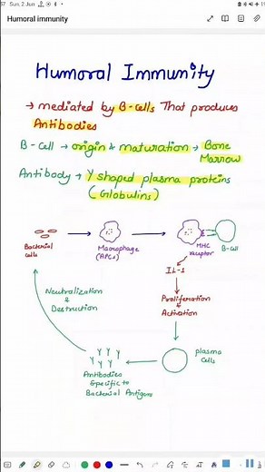 Humoral Immunity | Blood Physiology | MBBS 1ST YEAR