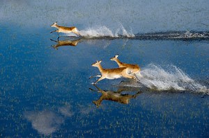 The Okavango Delta: A Wilderness That Exists Only Because of Water