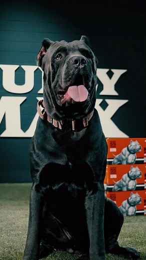 Cane Corso Legend at Bully Max Training Facility