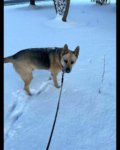 Thene Thenpandi Mene Acappella Isaignani Ilayaraja The Eternal SPB