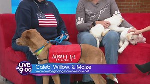 Meet Willow, Maize, and Caleb, sweet pups ready for adoption