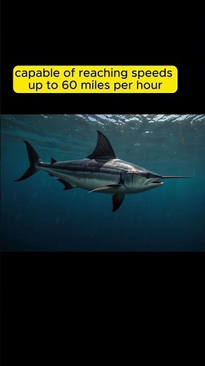 How fast can a swordfish swim?