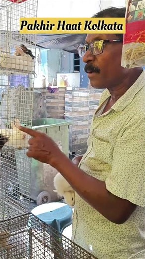 Rabbit price - 400/- pair | Galiff street pet market