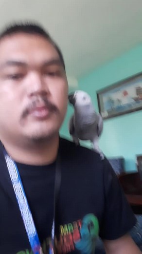 Parrot Mimicry: Learn How Parrots Mimic Sounds