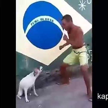 brazilian dog dancing publer com