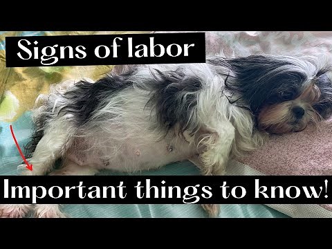SIGNS OF LABOR IN DOGS | IMPORTANT THINGS TO KNOW!