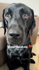 It’s really really sad 💔 🫣😅 And mom also feels so guilty when it happens 🥺 #dogs #labrador | Elvisbatzthelab