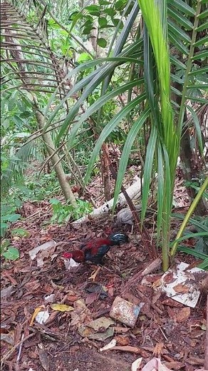 Village Rooster & Hen Sounds | Peaceful Farm Ambience #Nature #Shorts