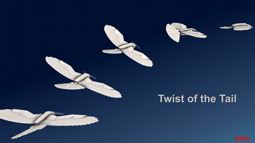 Engineers build raptor-inspired feathered drone with morphable wings and twisting tail that can initiate banking