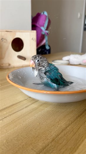 The small parrot bathes in a plate. This lovebirds is only one month old. #lovebirds #babyparrot