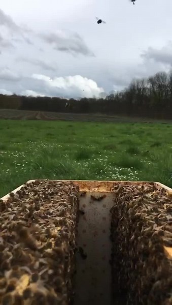 La pollinisation des arbres fruitiers a commencé 🐝👌 Nos abeilles participent activement à la production de bons fruits 🍎🍐🇧🇪 #bee #fruits #verger #pomme #poire
