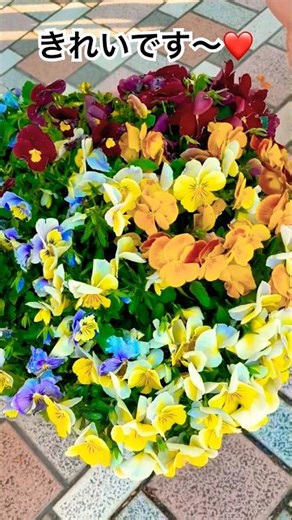 【💓キンセンカ・ビオラ・シロタエギク寄せ植えのお花が綺麗です〜(๑˃̵ᴗ˂̵)❤️】#お花#flowers #綺麗#寄せ植え#癒されます#shorts