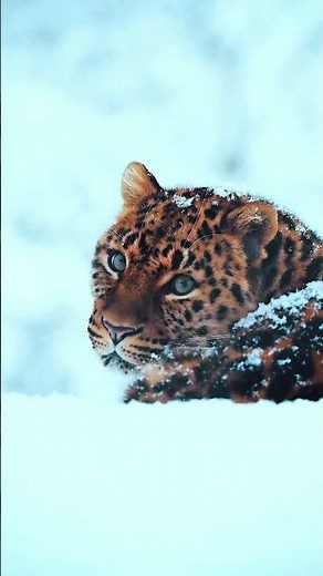 Rare Footage Of Snow Leopard Captured In Camera😮