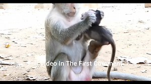 Mom biting baby monkey | Monkey Life