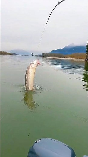 Catching Huge Fish with a Hook in the Sea – Unbelievable Ocean Fishing Moments! 🐟🌊