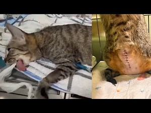 Cat's SURGICAL Journey Exploratory Laparotomy Surgery| CatsLifePH