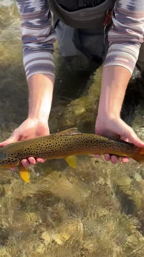 #trout #fishing #flyfishing