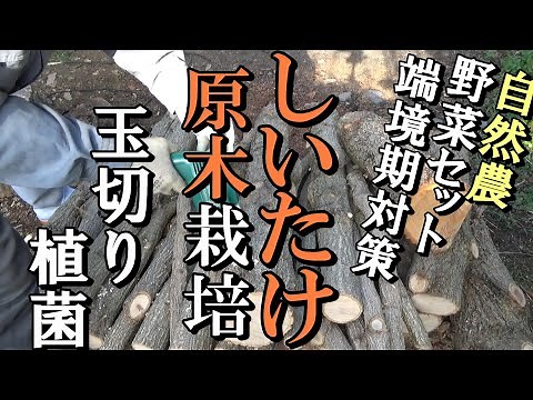 [自然農的暮らし] しいたけ原木栽培 玉切り・植菌 2021年1月16日