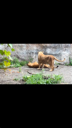 2025-08-07 ⁡ 今朝のライオンのイオとレイ ＊ #旭山動物園 #asahiyamazoo #動物園 #zoo #北海道 #hokkaido #旭川 #asahikawa #動物 #animal #ライオン #lion #イオ #レイ #もうじゅう館 | 旭川市旭山動物園（Asahiyama Zoo）