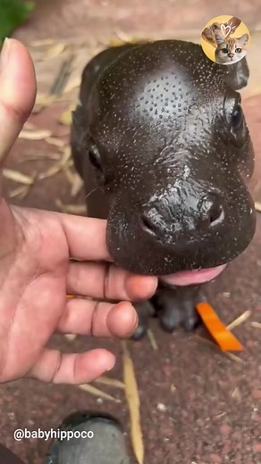 6.7M views · 151K reactions | Fall In Love With Baby Pygmy Hippos | Animals Lovers | Facebook
