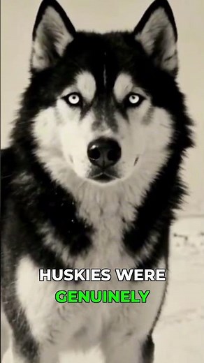 The Near Extinction & Revival of the Siberian Husky