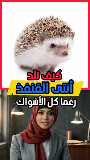 كيف تلد أنثى القنفذ رغم كل الأشواك ‼️🤯