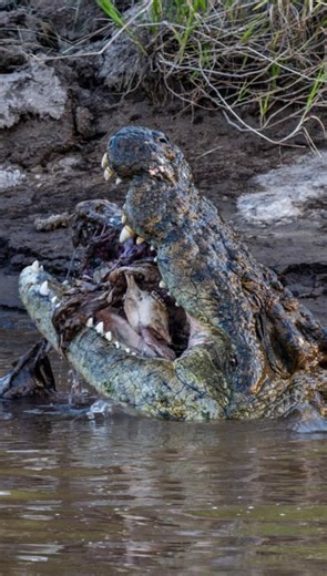 One of the largest Nile Crocs I’ve observed. Seen here tearing chunks of wildebeest flesh and bone from a victim of a Mara River crossing. For a sense of scale note the final frame. You can see the lower mandible (jaw bone) of an adult wildebeest in its gaping maw. An adult wildebeest can weigh up to 290kg (640lb). This is a large crocodile, a reminder of prehistoric times. People often forget the oldest, largest and most powerful predators of any carnivorous species are the best at what they do