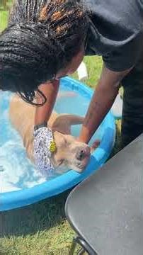 Wait… These Dogs ACTUALLY Love Bath Time?! 😳🐶 (So Satisfying!)