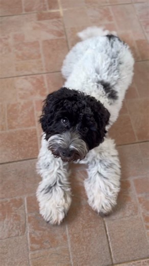 Lainey | Parti Cockapoo on Instagram: "Can you help me get a treat? 👀🐾 #cockapoo #dogsofinstagram #doglife #puppy #dogtreat"