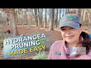 Two Ways to Prune Hydrangeas — Precise or Fast