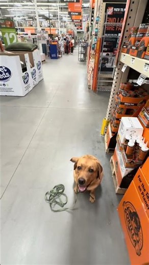 Day 2: Ruby learning basic obedience and focus in a busy Home Depot 🐾🔥